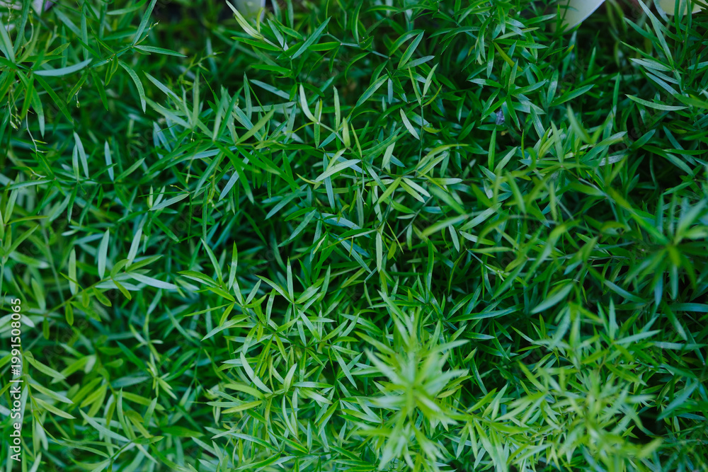 Fototapeta premium Asparagus fern leaves growing dense in garden