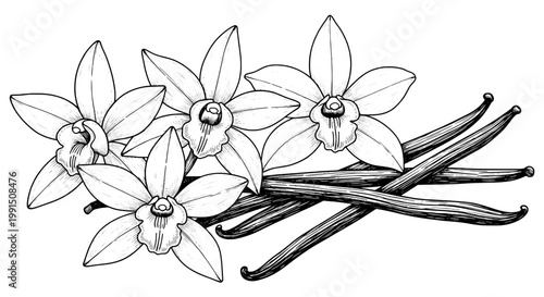 Vanilla flowers and pods illustrated with delicate line art and intricate details featuring illustration, botanical, plant with nature and drawing