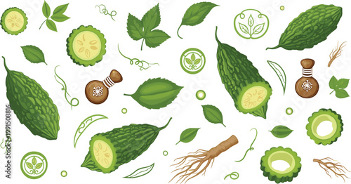 Set of bitter melon illustrations with leaves, slices and roots arranged in detailed botanical style for healthy organic food and herbal design