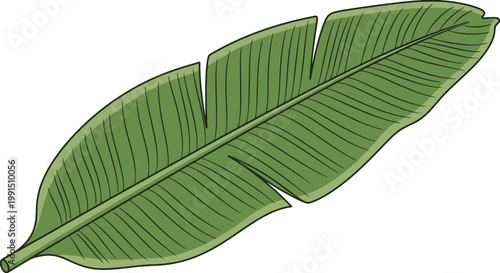 Illustration of a vibrant green banana leaf with prominent venation and textured edges in a detailed botanical style drawing against white