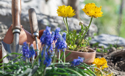 yellow buttercup potted and blue muscari flowers with planting shovel on a fl...