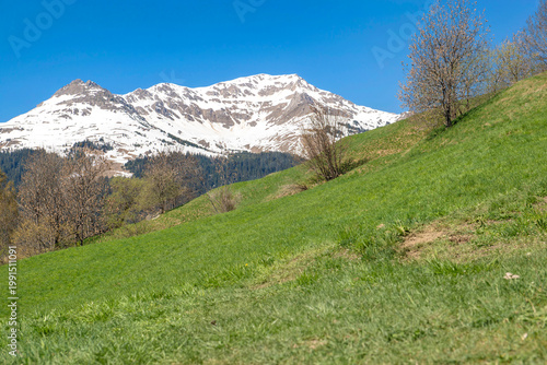 mountain landscape in spring with green meadows and snowy mountain peaks unde...