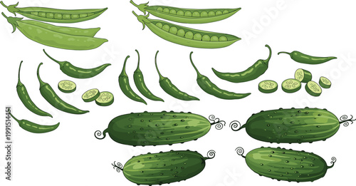 Set of fresh green cucumbers, peas and chili peppers with slices illustrated in detailed botanical style for organic food and agriculture design
