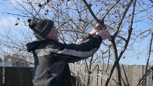 Senior Male Gardener Pruning Bare Fruit Tree Branches with Shears in Early Spring Backyard Garden