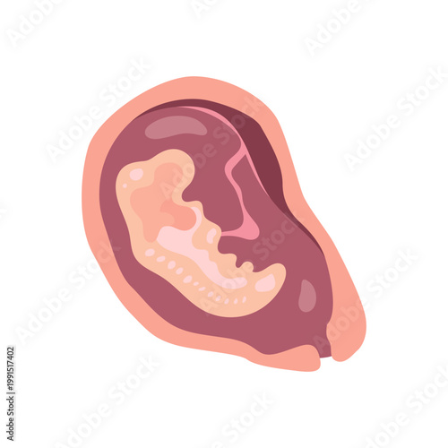 Pregnancy Stages Infographic Illustration Woman Trimester Timeline Flat Character