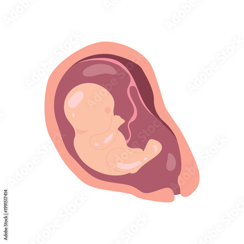 Pregnancy Stages Infographic Illustration Woman Trimester Timeline Flat Character