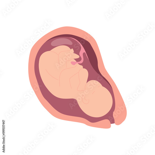 Pregnancy Stages Infographic Illustration Woman Trimester Timeline Flat Character