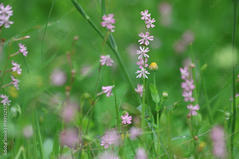 Obraz premium Close up of pink Mediterranean Catchfly (Silene colorata) wildflowers blooming in a green spring meadow