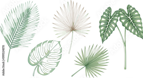 Tropical palm and monstera leaves botanical set with detailed jungle foliage vector illustration exotic green plant elements collection