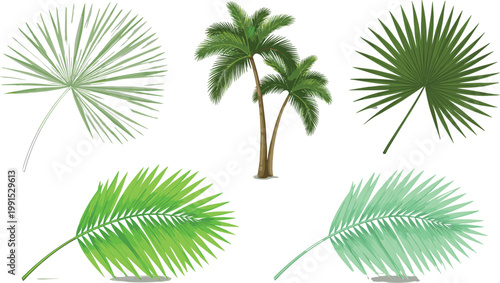 Palm leaves and coconut palm trees vector illustration set with tropical foliage botanical collection isolated jungle plant elements