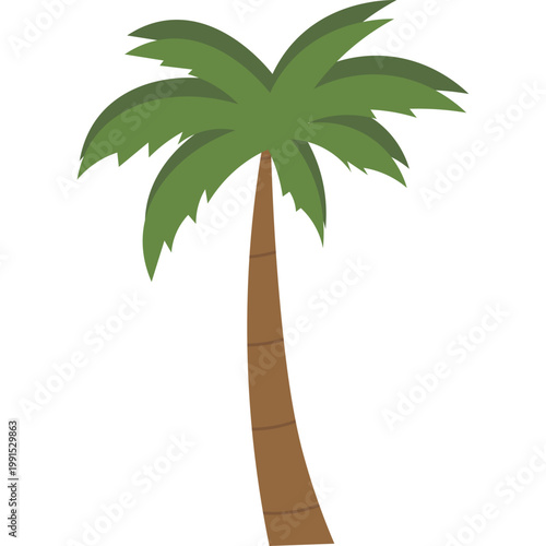 Palm Tree Illustration
