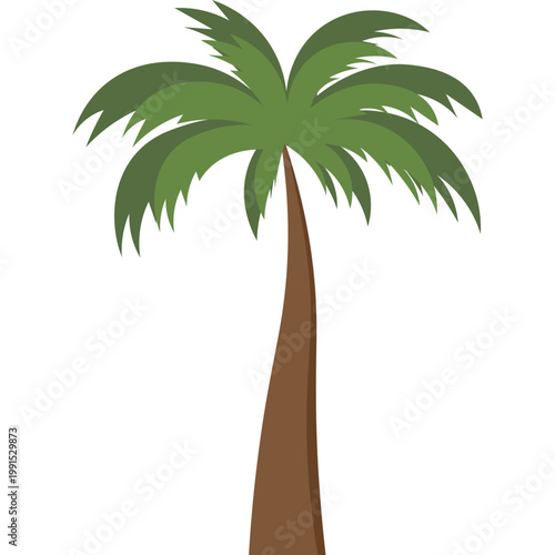 Palm Tree Illustration
