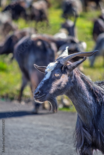 Horned goat. Animal portrait idea concept. Photo of goat in front of blurry background. No people, nobody. Vertical. Nature.