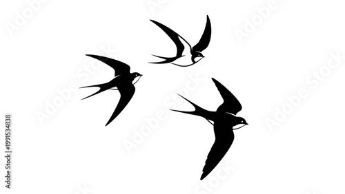 Three black swallows flying in formation on white background