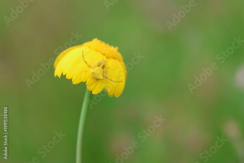 Hidden Hunter: Crab Spider Peeking from Under Yellow Petals
