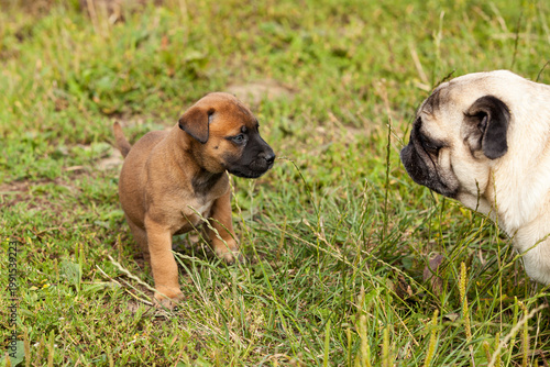 Obraz na plátně cute bastard malinois puppy and bullmastiff playing with pug puppy
