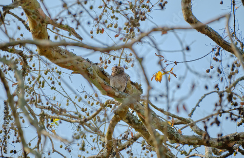 Spotted owlet