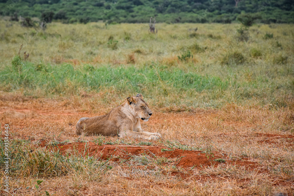 Fototapeta premium Lioness (Panthera leo) resting in African savanna