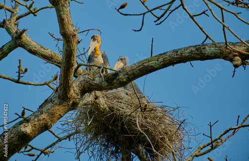 Greater Adjutant Stork with chick in nest on a tree at Kaziranga National Park in Assam, India