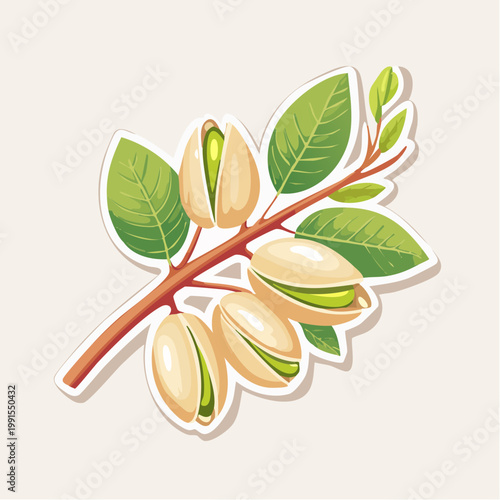 Pistachios on a Branch with Leaves Illustration