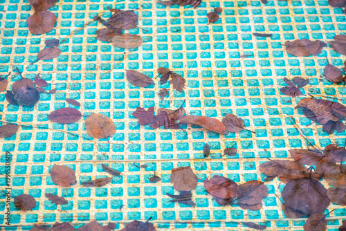 Photography Decaying autumn leaves are scattering and submerging on the turquoise grid patte