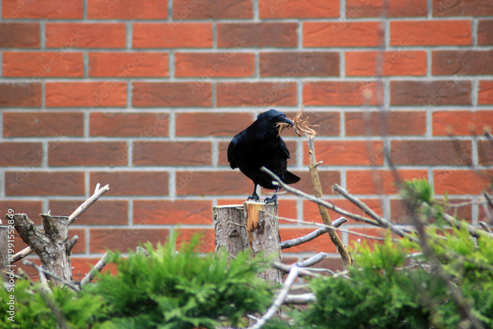 Naklejka premium Black Crow Perched on Tree Stump Carrying Nesting Material in Beak Against Brick Wall