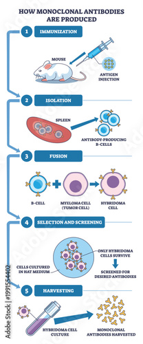 Monoclonal antibody production flow shows immunization, B cell and myeloma fusion, screening and harvest, main objects, mouse, syringe, cells. Outline diagram