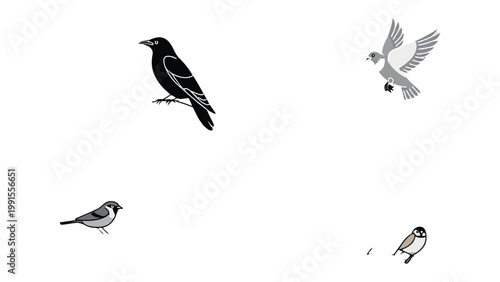 Feathery friends: Four bird illustrations depict different avian species, each in distinct poses. 