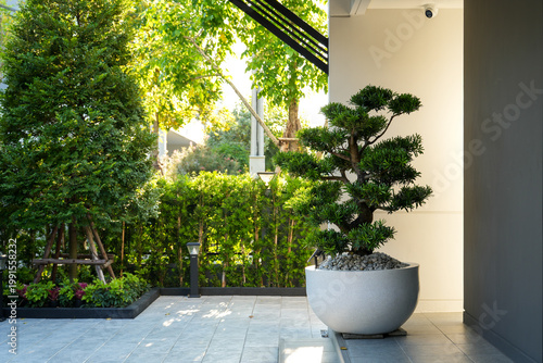 Podocarpus polystachyus is a medium-sized evergreen tree, planted as an ornamental tree in potted gardens and along fences.