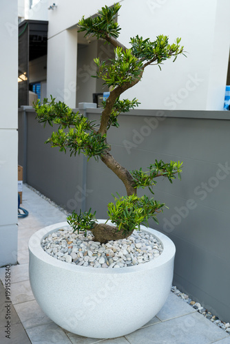Podocarpus polystachyus is a medium-sized evergreen tree, planted as an ornamental tree in potted gardens and along fences.
