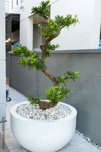 Podocarpus polystachyus is a medium-sized evergreen tree, planted as an ornamental tree in potted gardens and along fences.