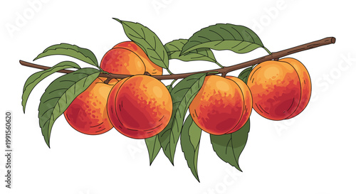 Beautiful branch of a peach tree full of ripe juicy peaches and vibrant green leaves against a clean white background.