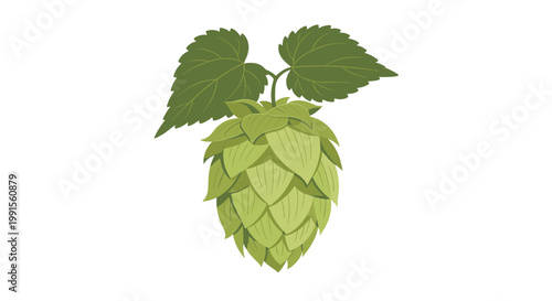 Detailed illustration of a green hop cone with its distinct layered structure and two green leaves used in the brewing of beer and ale.