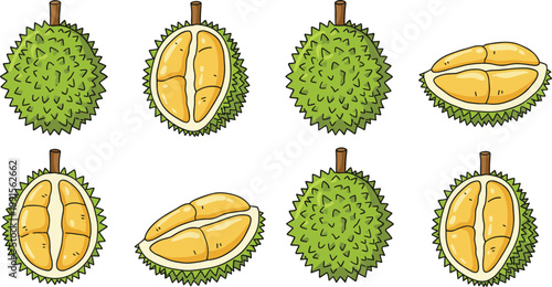 Vector illustration of durian fruits with spiky shells and yellow flesh shown whole and cut open
