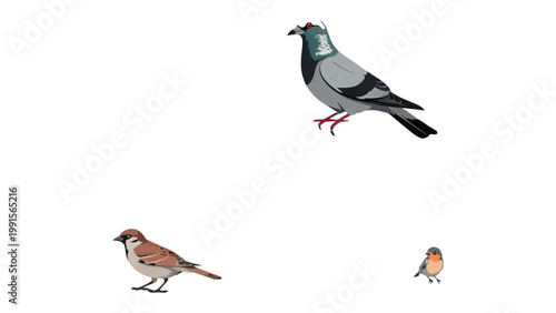 Feathered Friends: A trio of diverse birds, each with unique plumage and size, perched together, representing the beauty and variety found in the avian world.