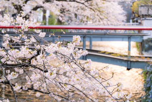 Beautiful cherry blossom branches with white flowers in full bloom against a clear blue sky, capturing the fresh and vibrant feeling of the spring season and traditional Japanese sakura.