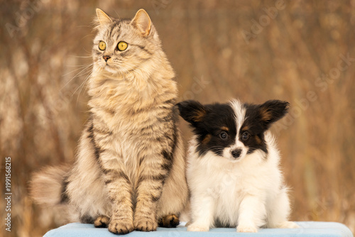 Φωτογραφία Cat and papillon puppy sitting together