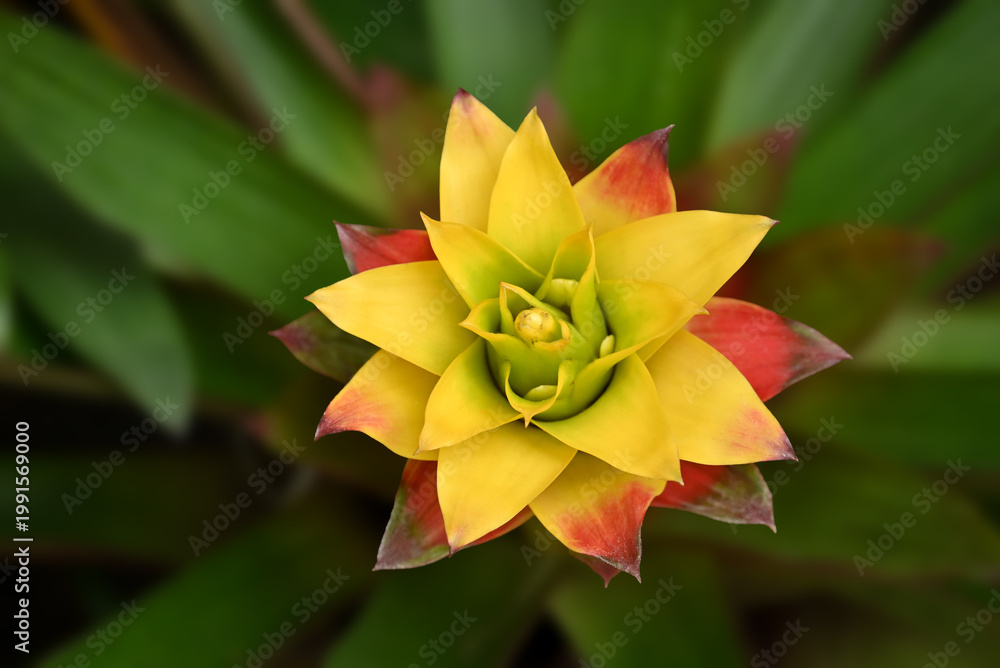 Fototapeta premium Vibrant yellow-and-red bromeliad rosette in close-up, with layered, star-shaped leaves forming a striking tropical pattern against a soft green background.