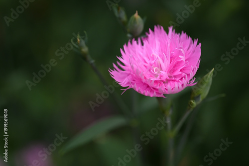 Soft cluster of pink dianthus flowers in bloom, delicate fringed petals with subtle patterns against a dark blurred background.