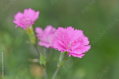 Soft cluster of pink dianthus flowers in bloom, delicate fringed petals with subtle patterns against a blurred green background.