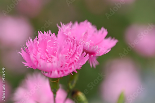 Soft cluster of pink dianthus flowers in bloom, delicate fringed petals with subtle patterns against a blurred green background.