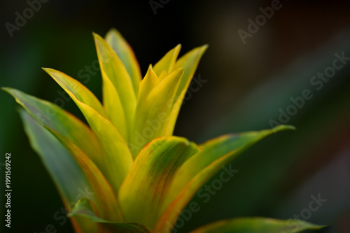 Close-up of a vibrant bromeliad flower spike with fiery green and yellow, showcasing layered texture against a soft, blurred green background.