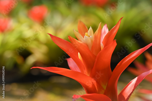 Close-up of a vibrant bromeliad flower spike with fiery red and yellow bracts, showcasing layered texture against a soft, blurred green background.