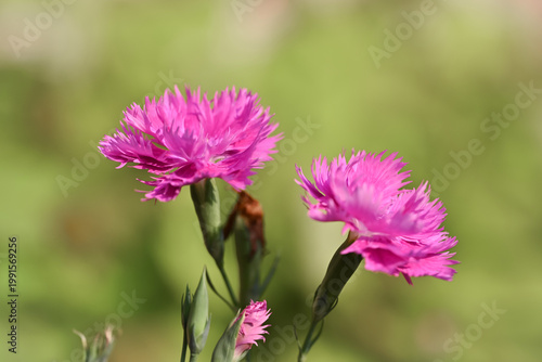 Soft cluster of pink dianthus flowers in bloom, delicate fringed petals with subtle patterns against a blurred green background.