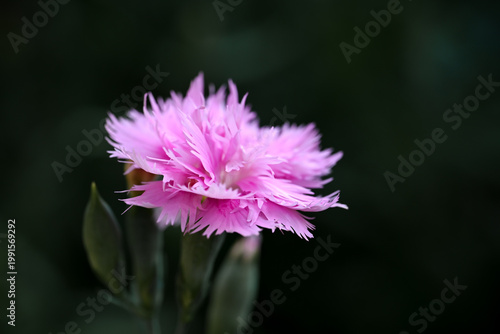 Soft cluster of pink dianthus flowers in bloom, delicate fringed petals with subtle patterns against a dark blurred background.
