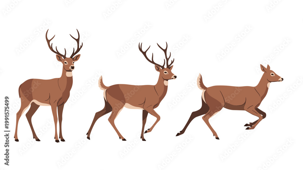 Obraz premium Group of three graceful deer in different poses including a buck with antlers and a doe walking in the wild.