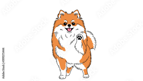 Fluffy pomeranian dog standing on white background and friendly waving its front paw with a happy facial expression.