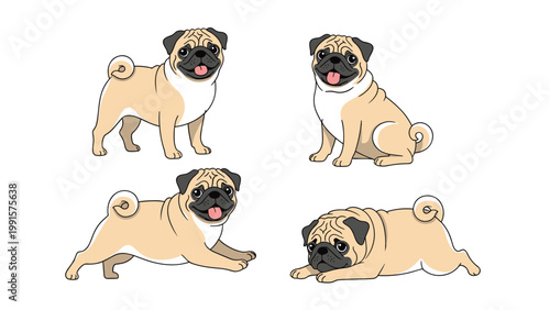 Adorable set of four pug dogs in different poses like sitting standing and stretching on a white background.