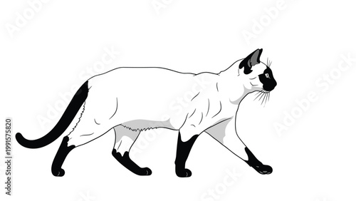 Siamese cat with distinctive dark markings and blue eyes walks gracefully across a clean white background in a simple vector illustration.
