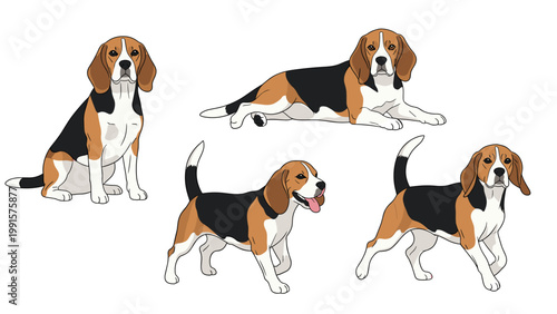 Beagle dog appears in four different natural poses including sitting, lying down, walking, and standing to showcase its breed characteristics.